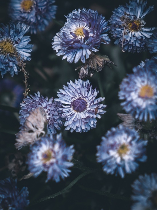 Handbags - Heather ! Blue Purple Aster Floral Art Print
